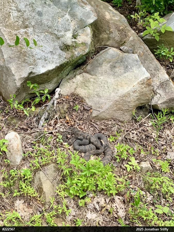 Timber Rattlesnake