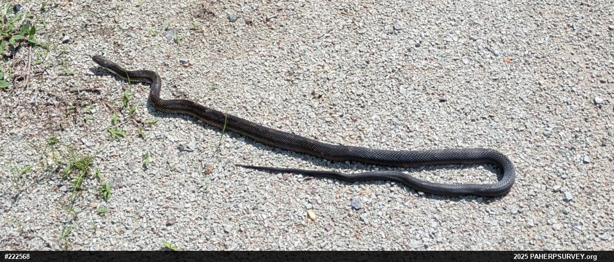 Eastern Ratsnake