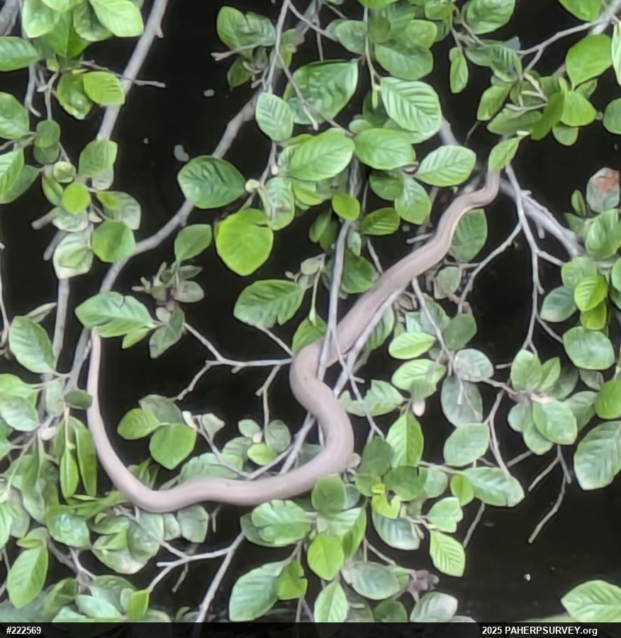 Northern Watersnake