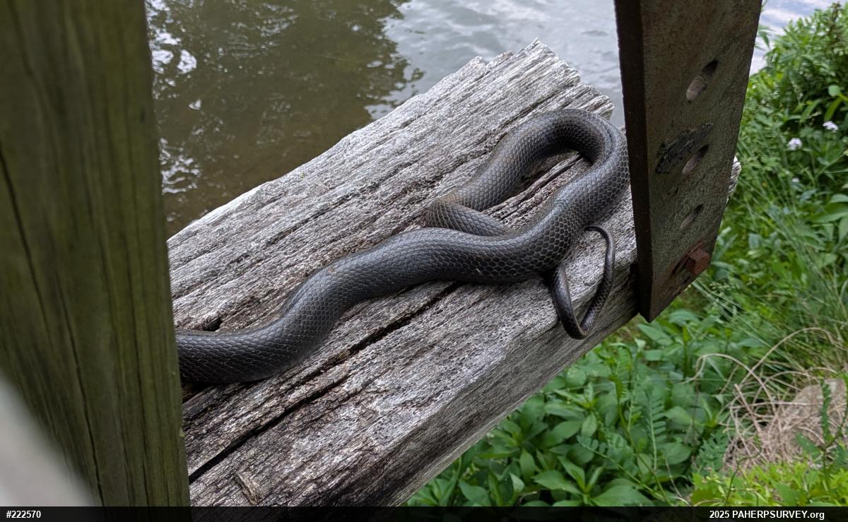 Eastern Ratsnake