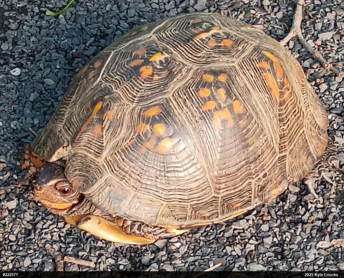 Eastern Box Turtle
