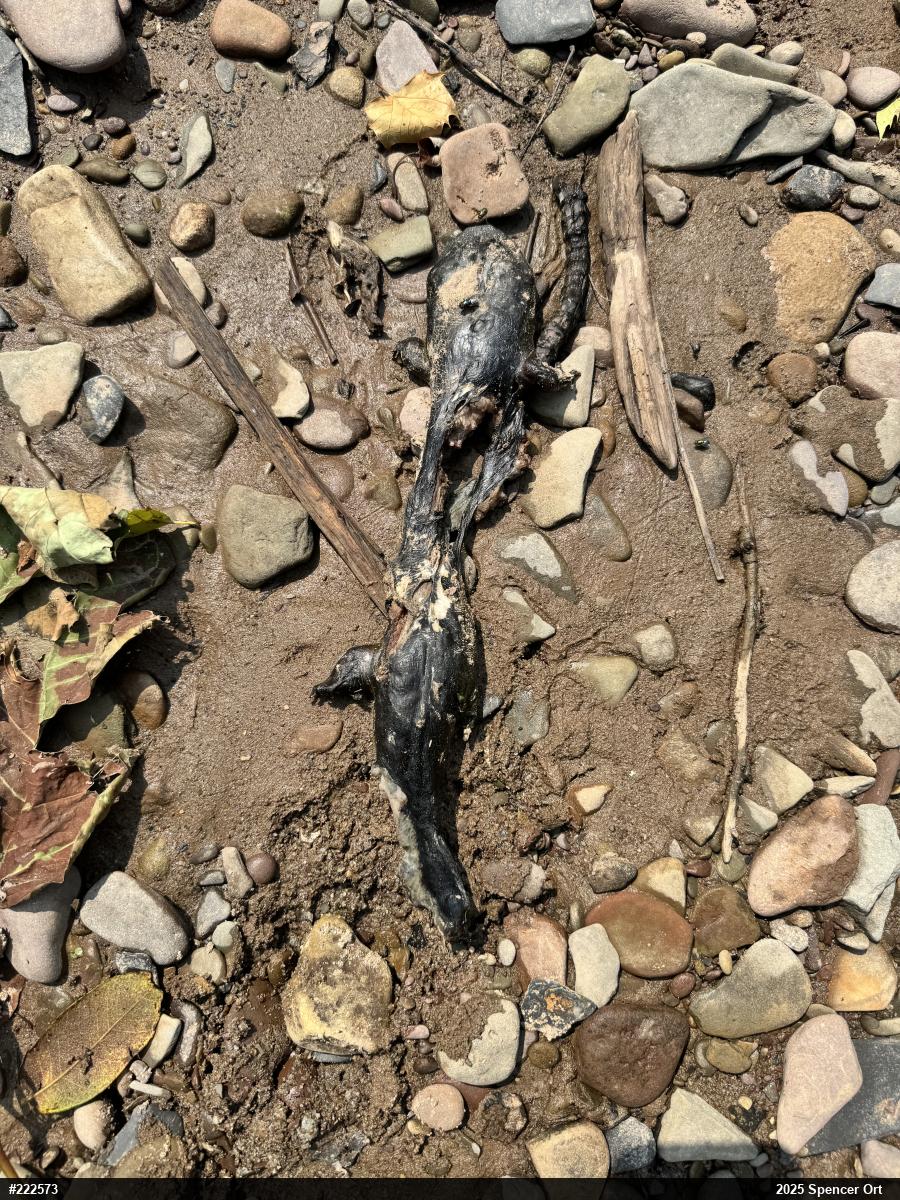 Eastern Hellbender