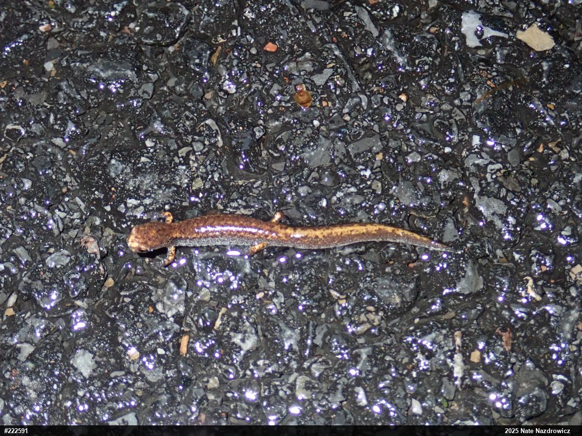 Four-toed Salamander