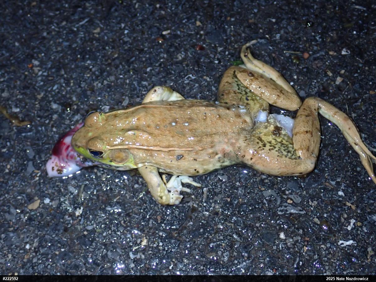 Green Frog