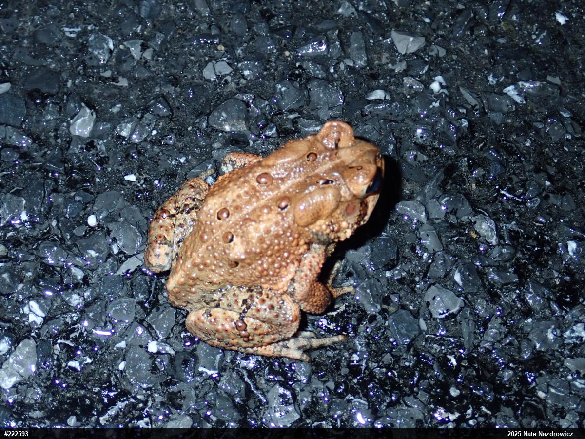 Eastern American Toad