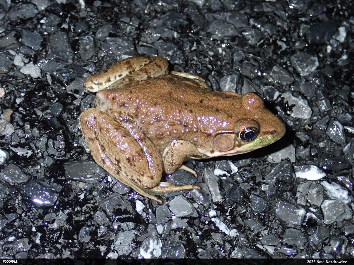 Green Frog