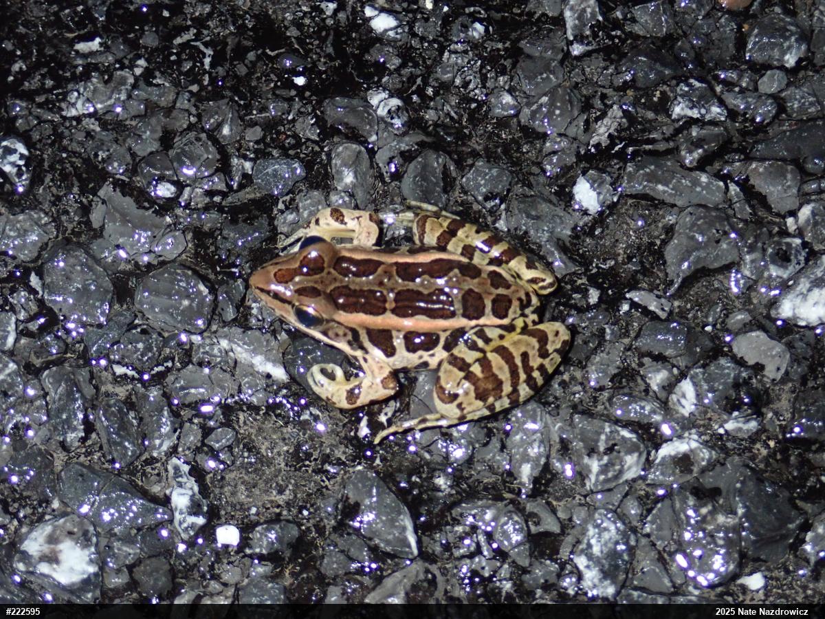 Pickerel Frog