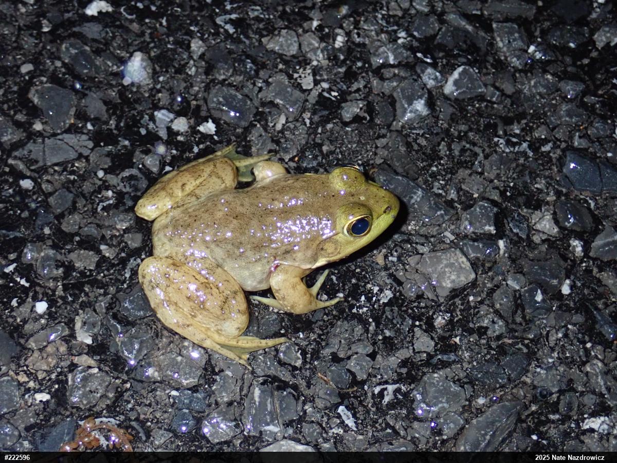 American Bullfrog