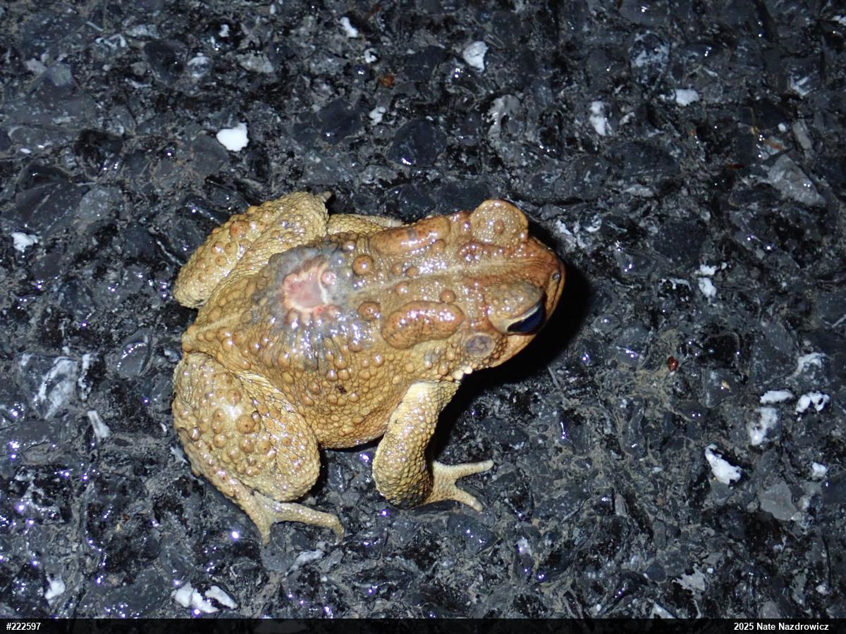 Eastern American Toad