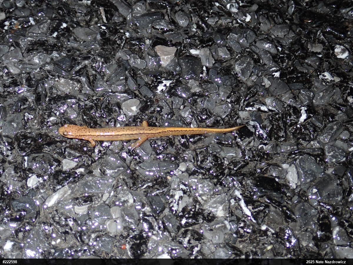 Northern Two-lined Salamander