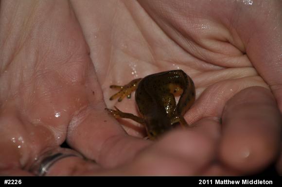 Red-spotted Newt