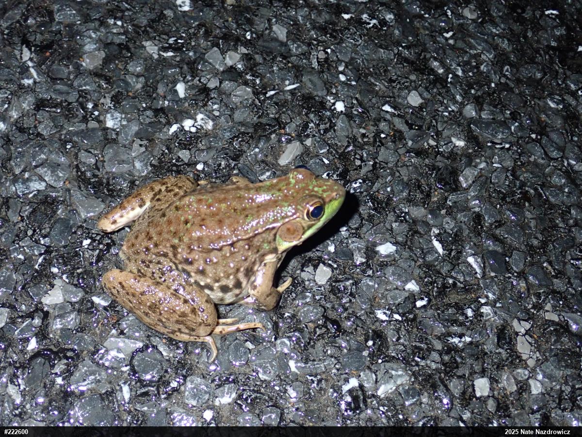 Green Frog