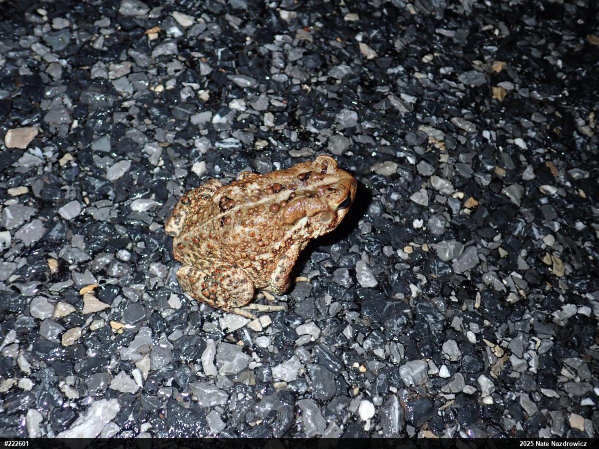 Eastern American Toad