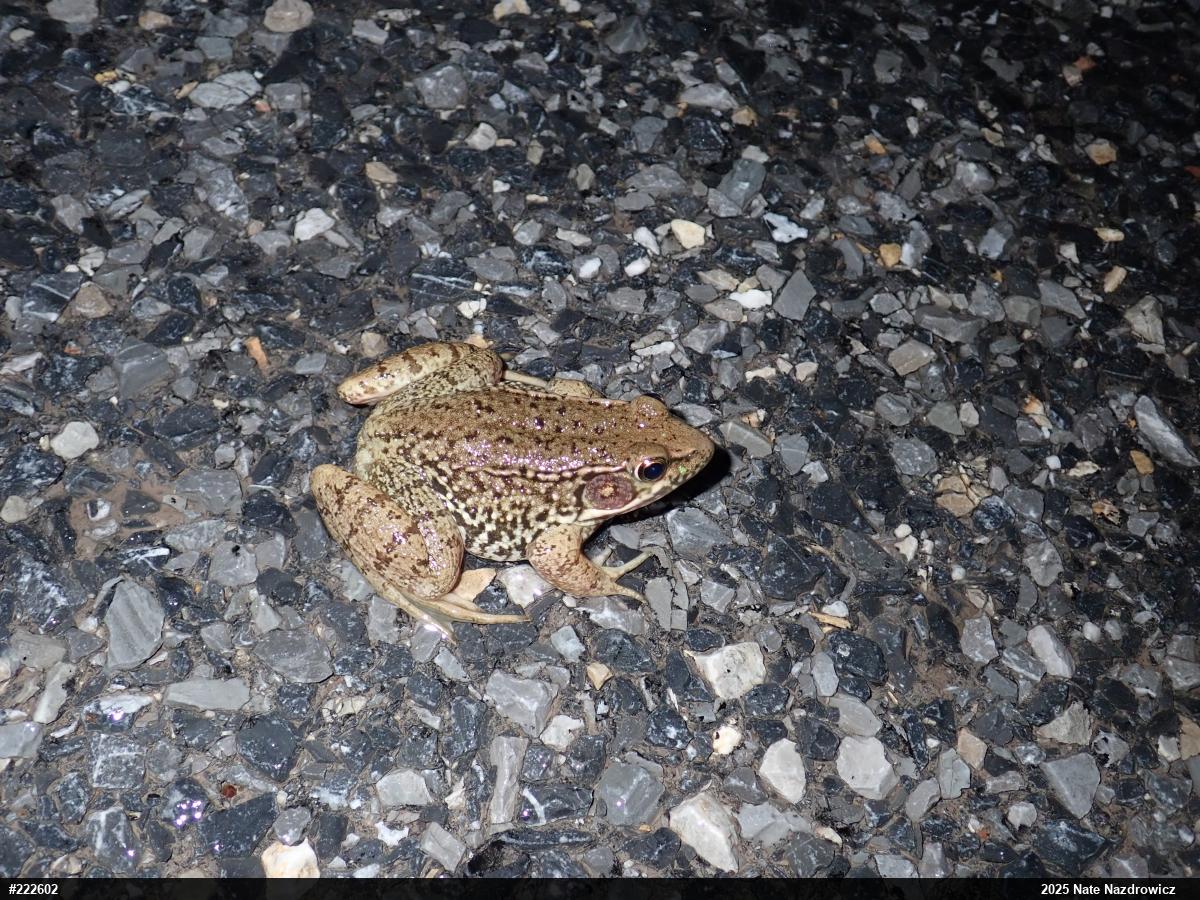 Green Frog