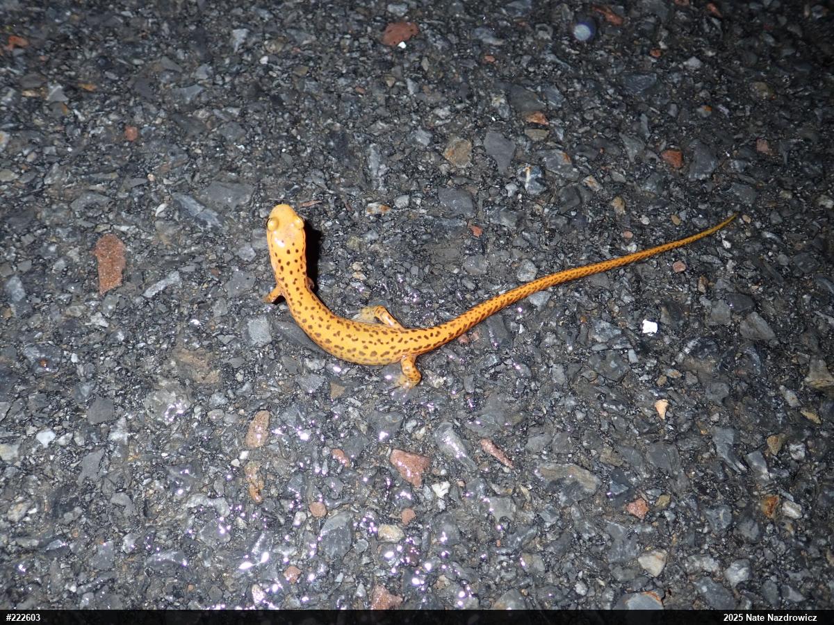 Eastern Long-tailed Salamander
