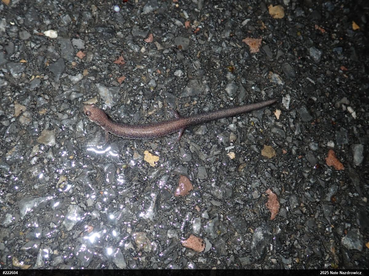 Valley And Ridge Salamander