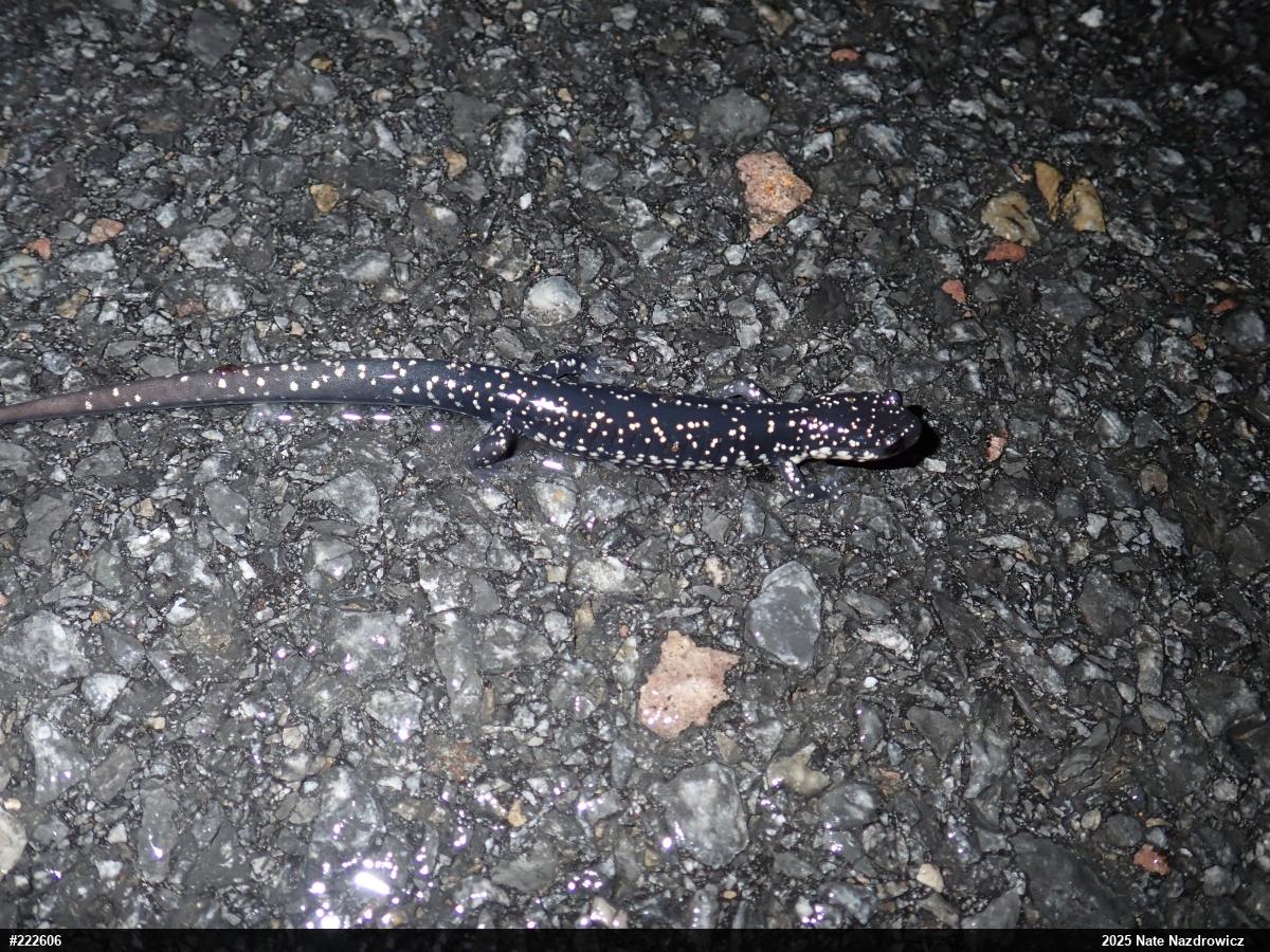 Northern Slimy Salamander