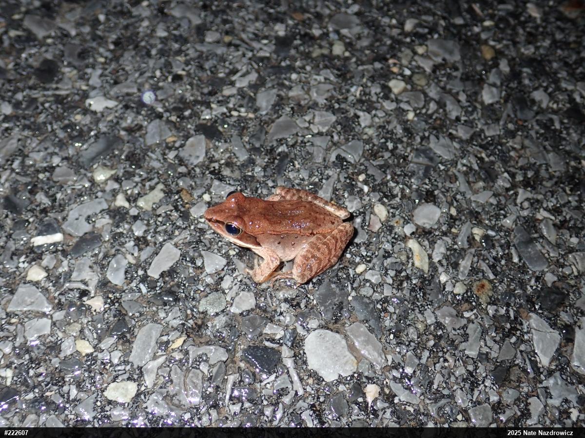 Wood Frog