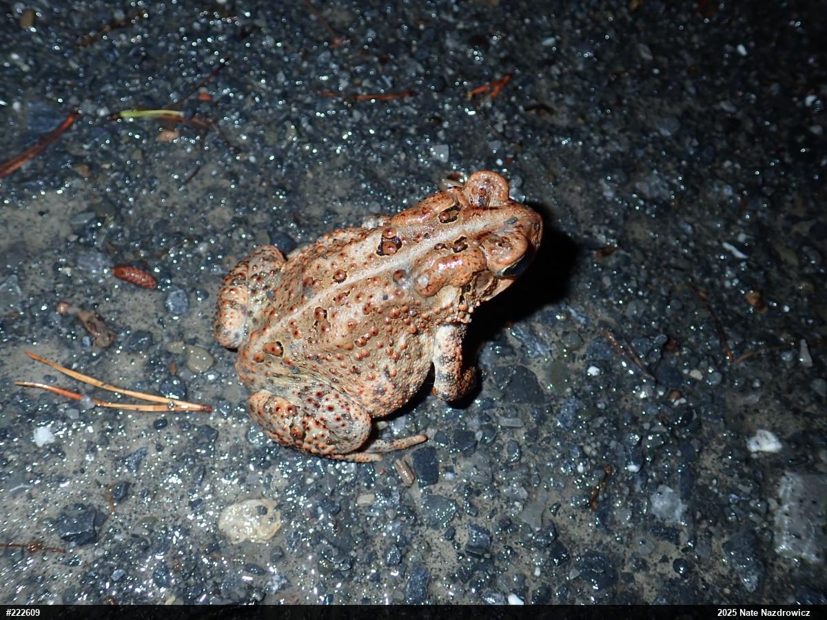 Eastern American Toad