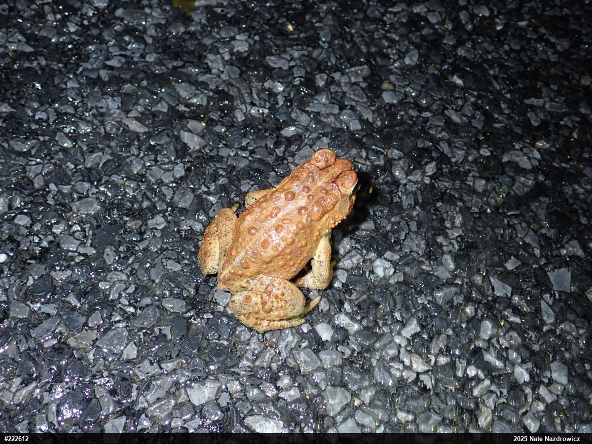 Eastern American Toad