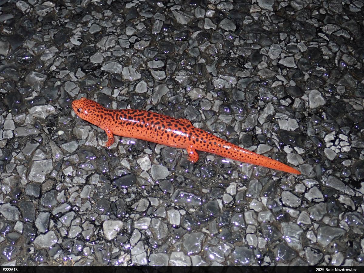 Northern Red Salamander