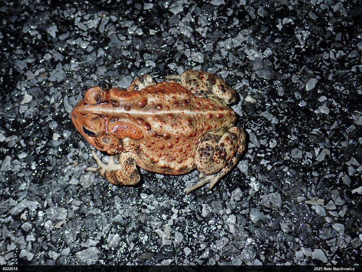 Eastern American Toad