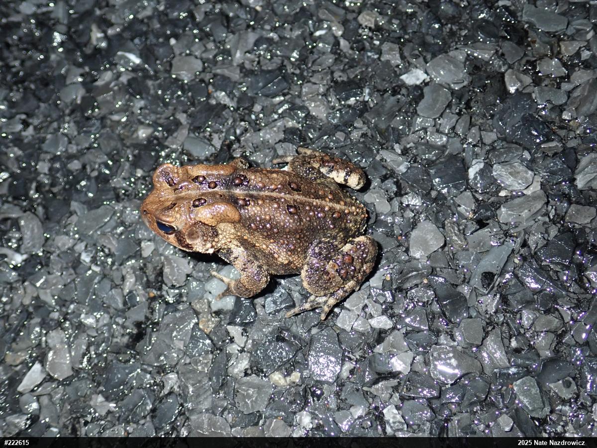 Eastern American Toad