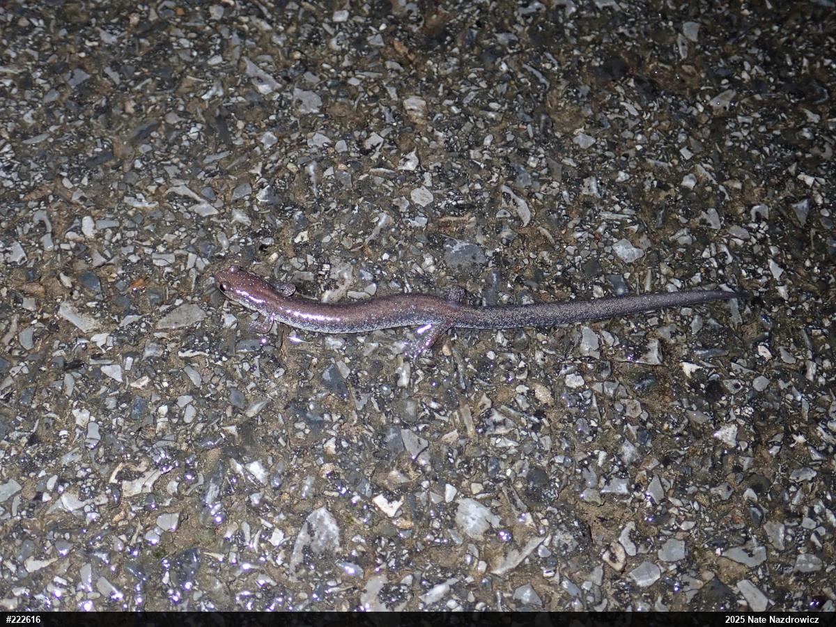 Valley And Ridge Salamander