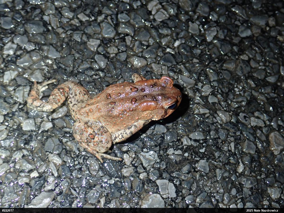 Eastern American Toad