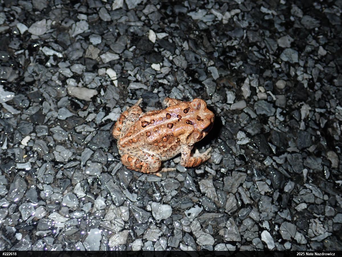 Eastern American Toad