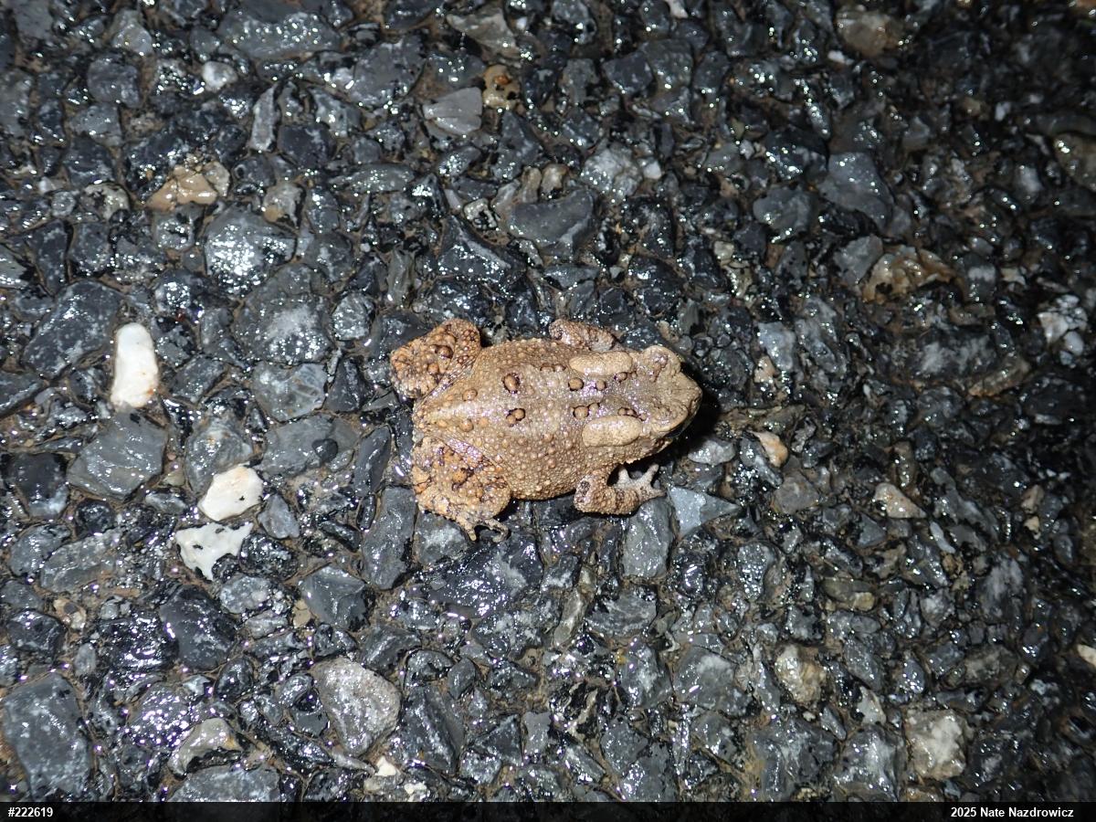 Eastern American Toad