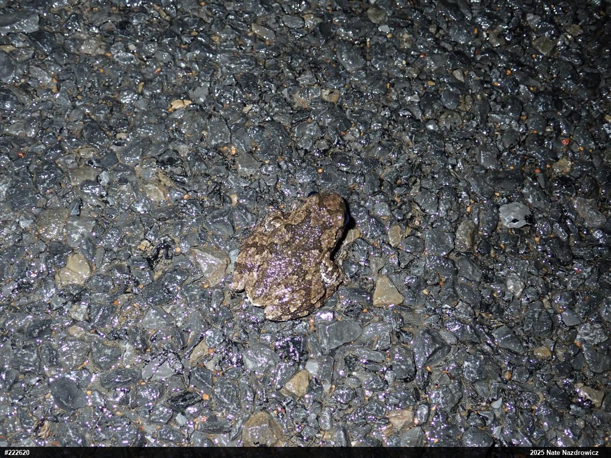 Unknown Gray Treefrog