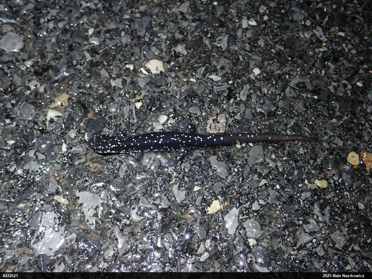 Northern Slimy Salamander