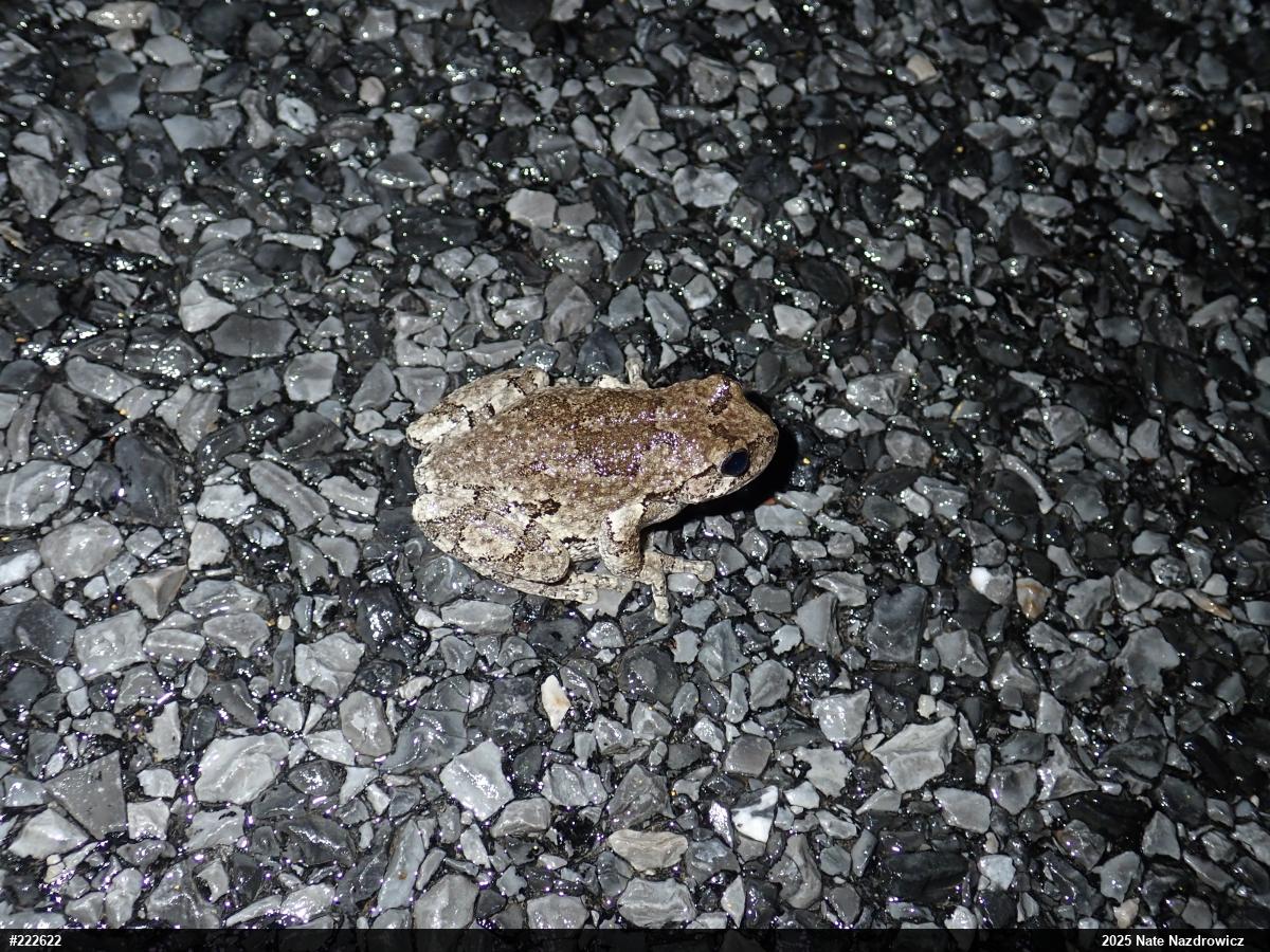Unknown Gray Treefrog