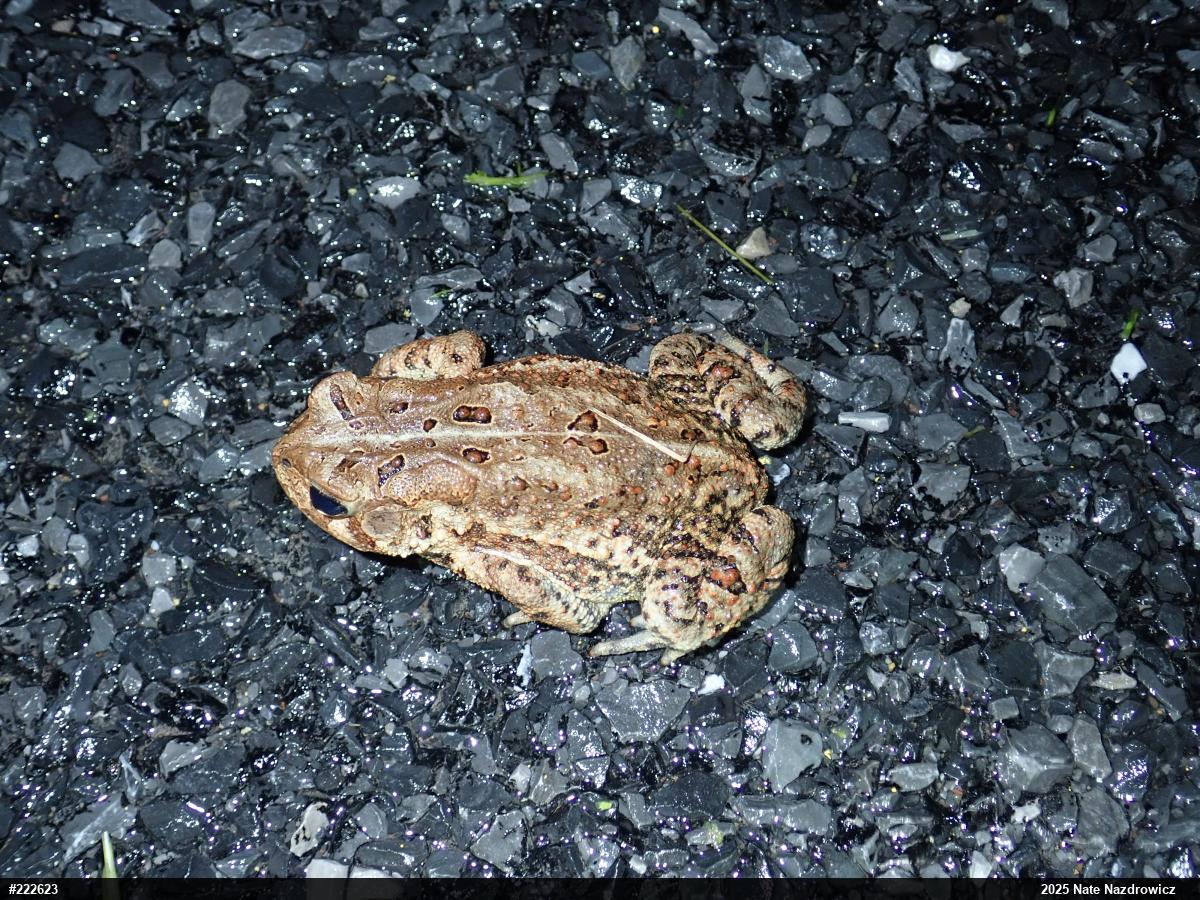 Eastern American Toad