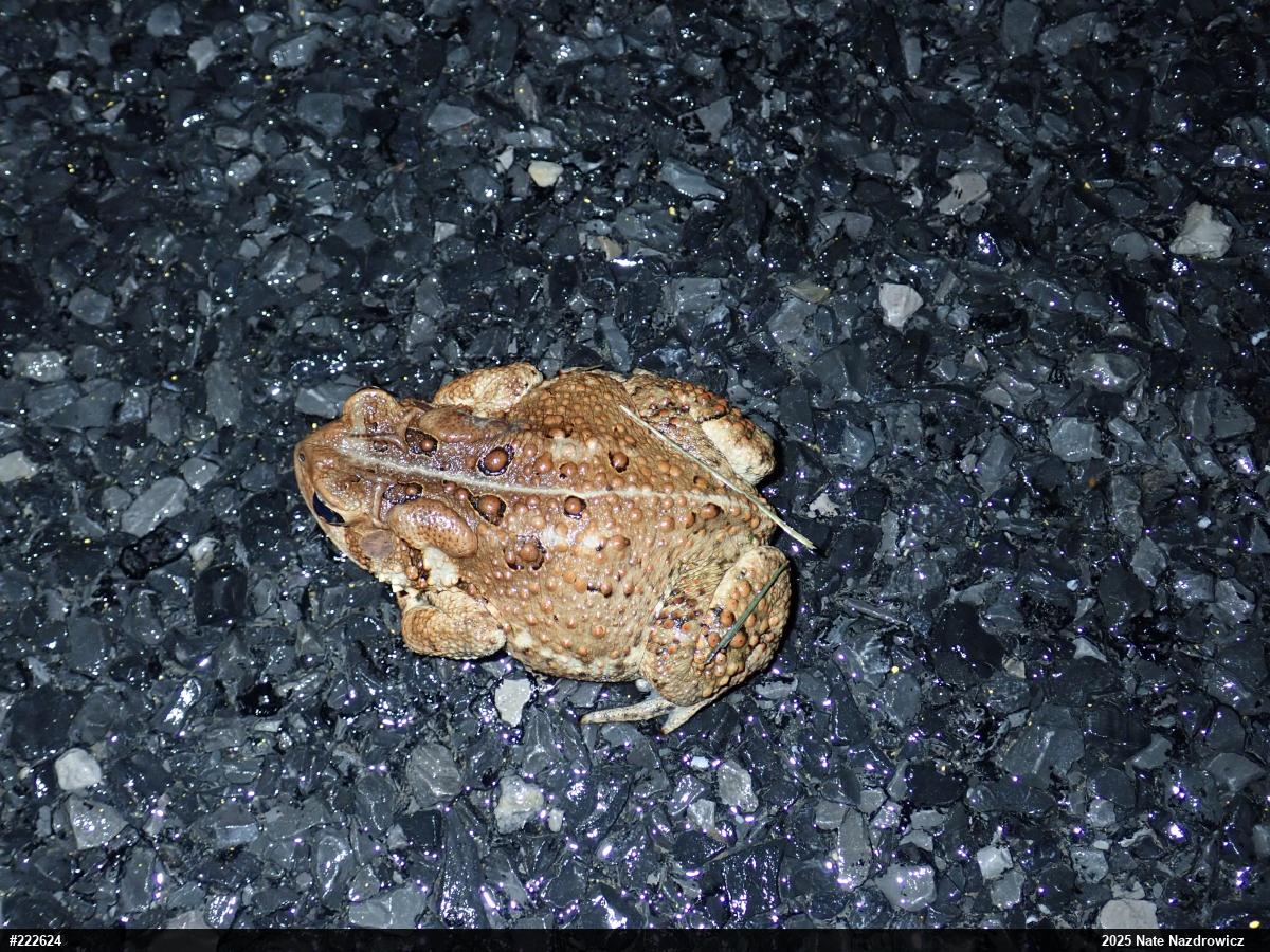 Eastern American Toad