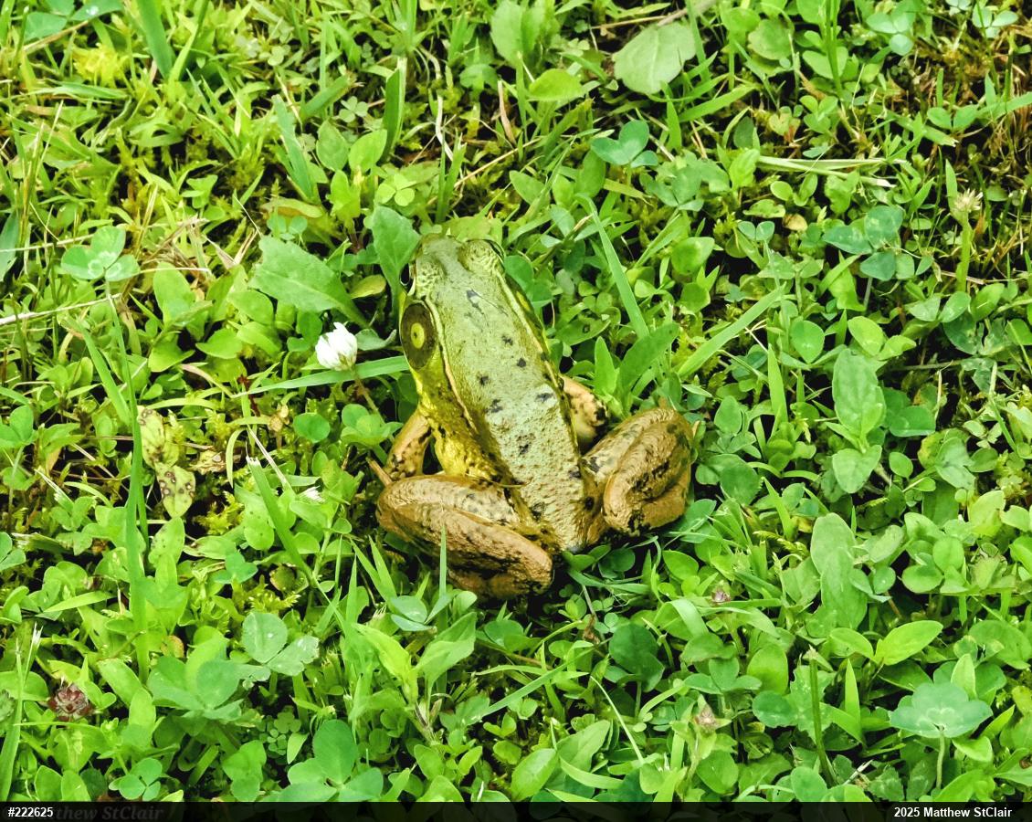 Green Frog