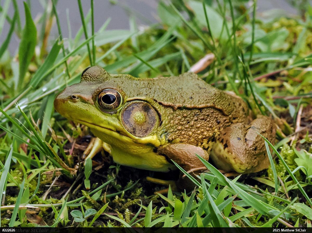 Green Frog