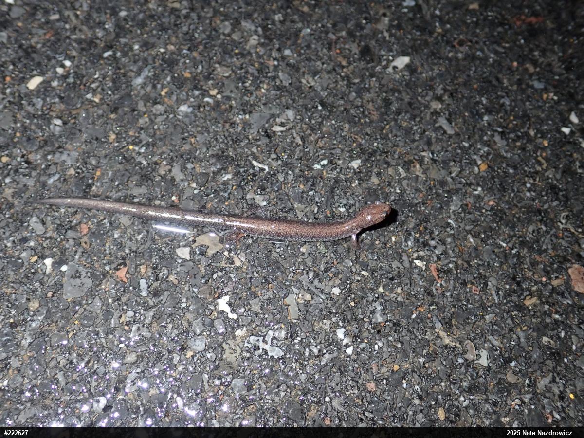 Valley And Ridge Salamander