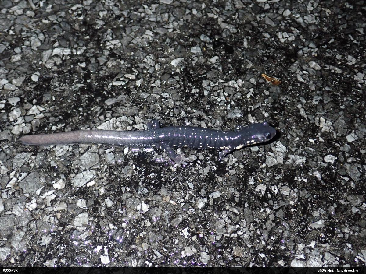 Northern Slimy Salamander