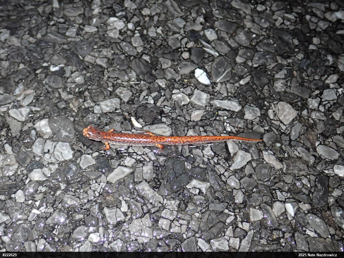 Four-toed Salamander