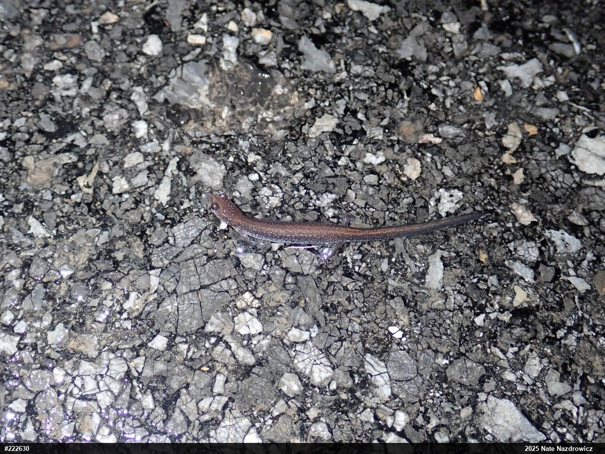 Eastern Red-backed  Salamander