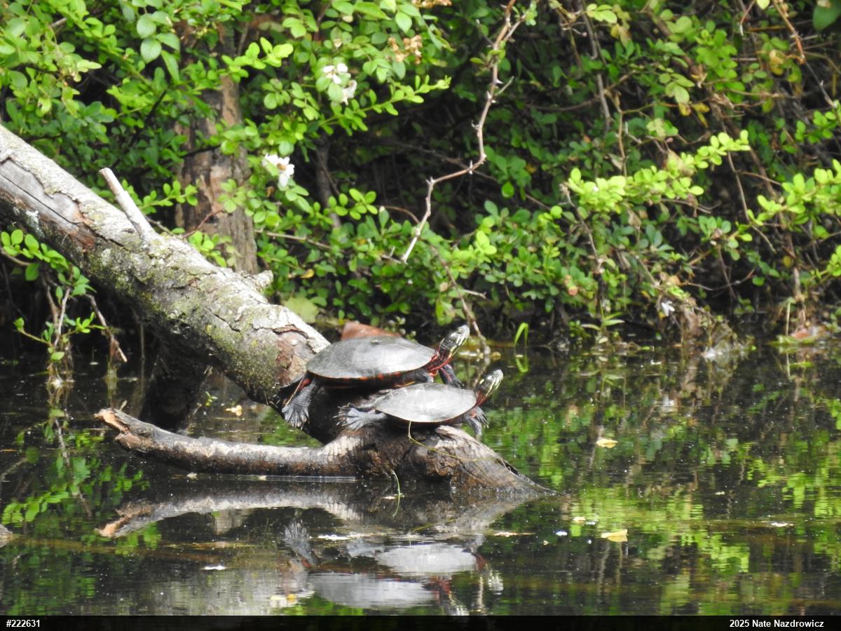 Painted Turtle