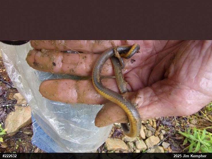 Northern Ring-necked Snake