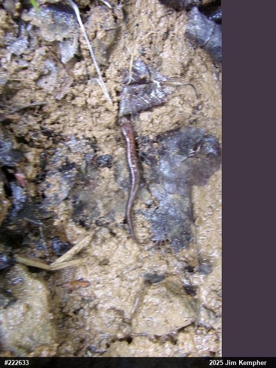 Allegheny Mountain Dusky Salamander
