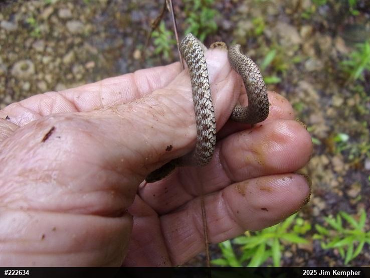 Eastern Gartersnake