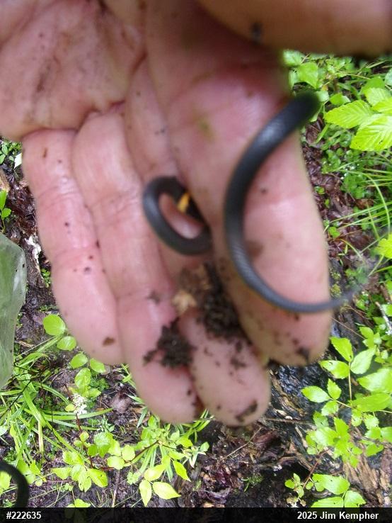 Northern Ring-necked Snake