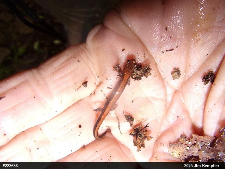 Eastern Red-backed  Salamander