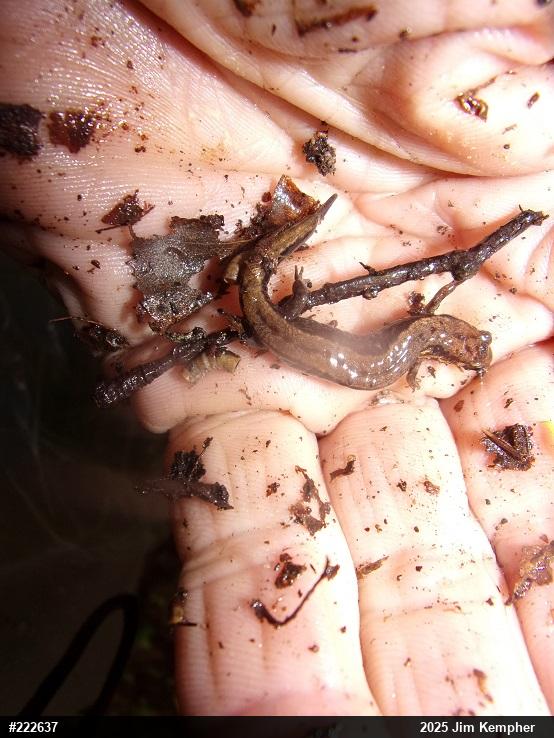 Allegheny Mountain Dusky Salamander