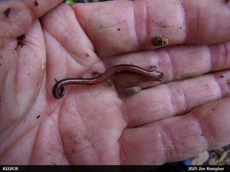 Eastern Red-backed  Salamander